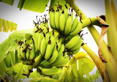 Madhur Fruits Solar Dried Bananas – Superfood, Supergood