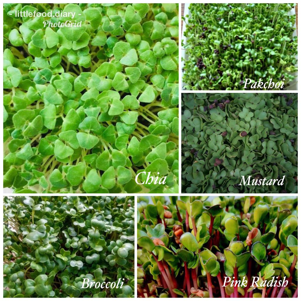 Microgreens in Delhi